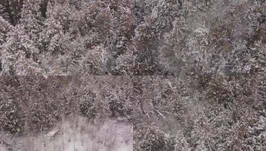 初冬兴安岭森林积雪航拍高清在线视频素材下载