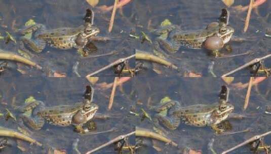 水里的大西洋海岸豹蛙高清在线视频素材下载
