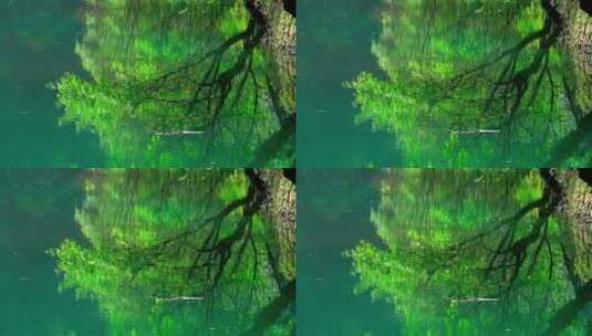 河中的树林高清在线视频素材下载