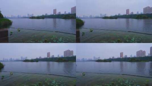广西南宁南湖公园水上绿色荷叶高清在线视频素材下载