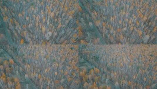 俄罗斯西伯利亚平原森林树木高清在线视频素材下载
