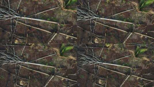 被砍伐破坏的森林高清在线视频素材下载