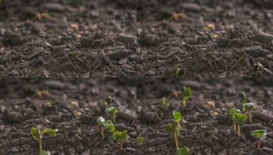 种子发芽的过程高清在线视频素材下载