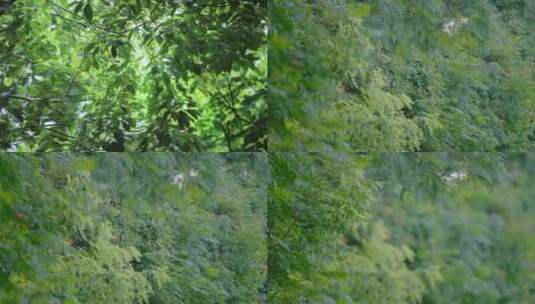 4K夏天阳光下的树林高清在线视频素材下载