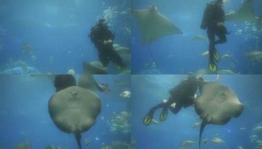 潜水员海洋饲养员表演喂鱼高清在线视频素材下载