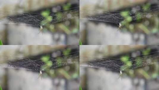 蜘蛛挂在蜘蛛网上高清在线视频素材下载