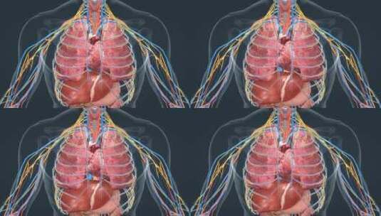 3D 人体 器官 肺脏 心脏 心跳 肝脏高清在线视频素材下载