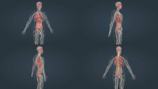 医学人体解剖科普全息三维动画高清在线视频素材下载