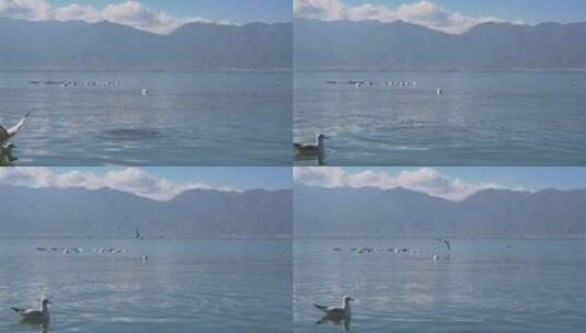 大理洱海上水面的海鸥高清在线视频素材下载