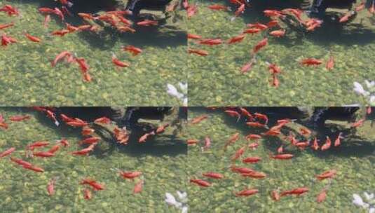 池塘里游来游去的锦鲤高清在线视频素材下载