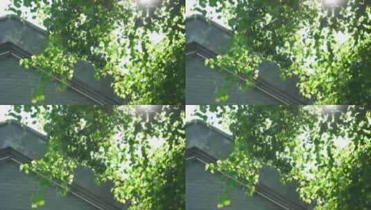 公园绿树通透光影自然风光4K高清在线视频素材下载