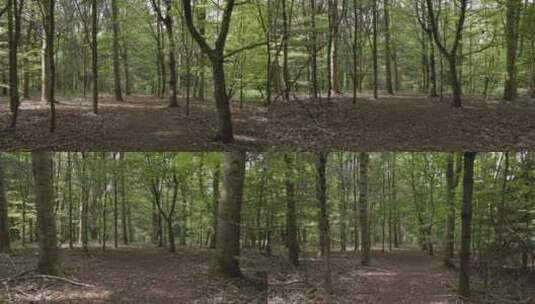 树林中的小路高清在线视频素材下载