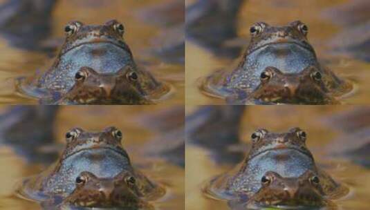 一只青蛙高清在线视频素材下载