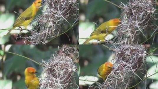 一只小鸟在树上用草做房屋高清在线视频素材下载