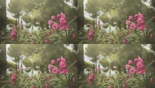 盛开的鲜花 (5)高清在线视频素材下载