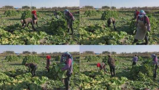 农民在乡间田里采收大白菜高清在线视频素材下载