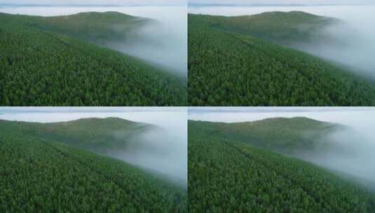 内蒙古大兴安岭森林、云海、云雾高清在线视频素材下载
