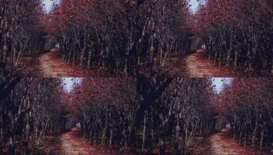 西安的秋天  秋色 落叶  树叶黄了高清在线视频素材下载