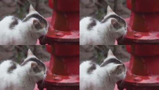 城市街头可爱流浪猫喝水镜头高清在线视频素材下载