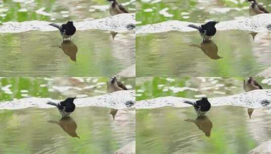 午后大自然里小溪上快乐的戏水小鸟高清在线视频素材下载