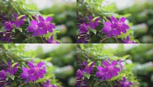 春天雨中唯美的鲜花高清在线视频素材下载