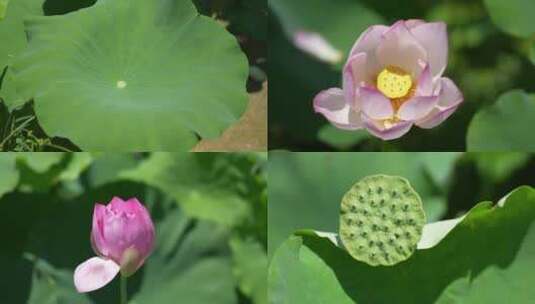 荷花荷叶高清在线视频素材下载