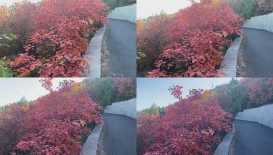 济南蚰蜒山红叶满山，秋天山脉景色高清在线视频素材下载