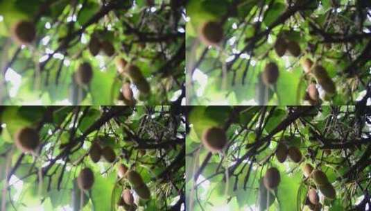 农村成熟的猕猴桃奇异果果实高清在线视频素材下载