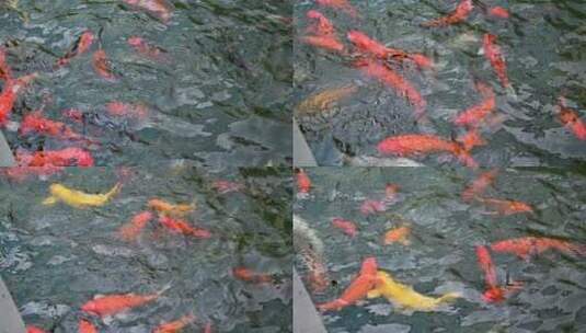 在水中游动的锦鲤高清在线视频素材下载