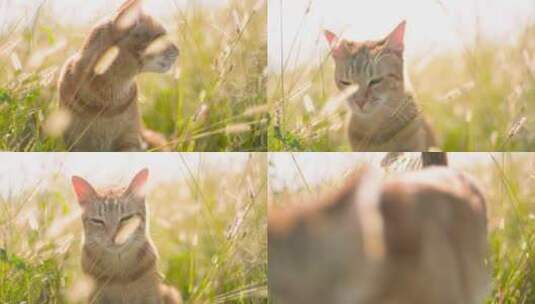 阳光草丛与猫咪高清在线视频素材下载