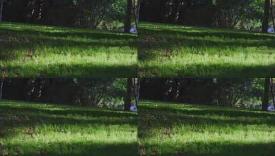 石林阳光草坪公园草地绿地光斑高清在线视频素材下载