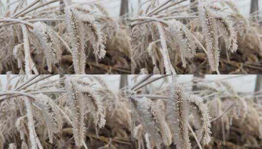 下霜的狗尾巴草植物高清在线视频素材下载
