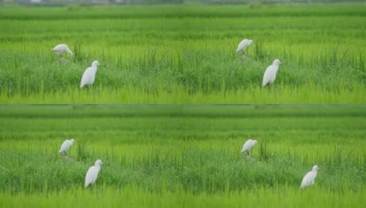 夏天绿色稻田里的白鹭高清在线视频素材下载