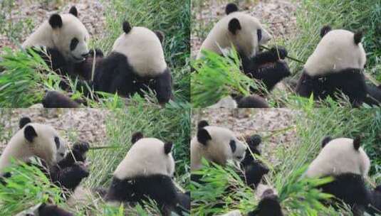 两只可爱的国宝吃竹子的大熊猫特写高清在线视频素材下载