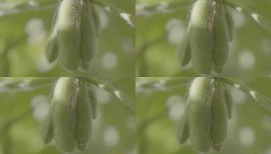 大豆成熟黄豆豆荚LOG视频素材高清在线视频素材下载