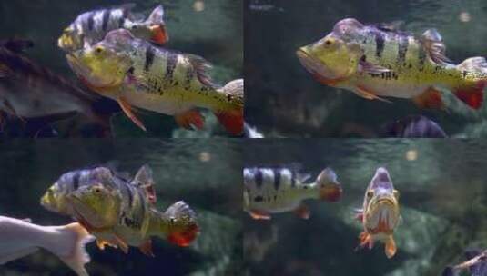 水下的帝王鱼帝王三间鱼在游动高清在线视频素材下载