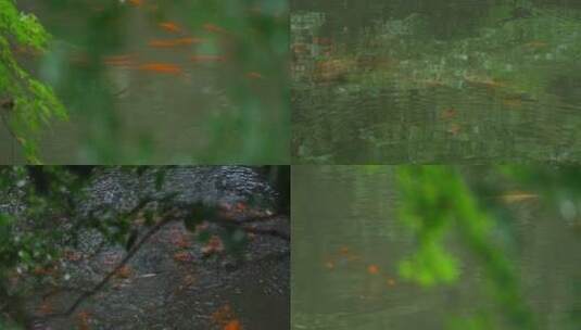 江南园林绿植鱼池唯美空镜合集高清在线视频素材下载