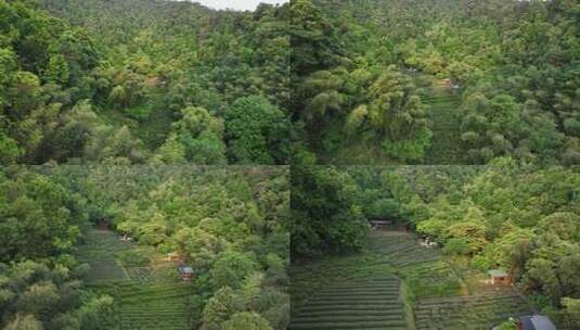 航拍杭州上天竺树林中的茶园高清在线视频素材下载