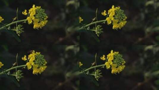 油菜花蜜蜂乡村振兴高清在线视频素材下载