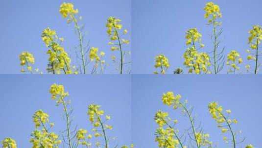 春天到了 云南的油菜花开了高清在线视频素材下载