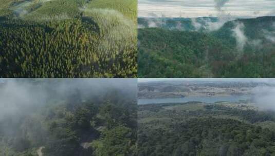 森林鸟瞰森林绿肺迷雾雾气高清在线视频素材下载