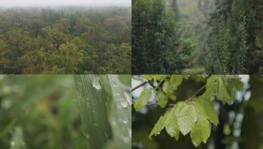 雨季森林雨水打湿树叶 视频合集高清在线视频素材下载
