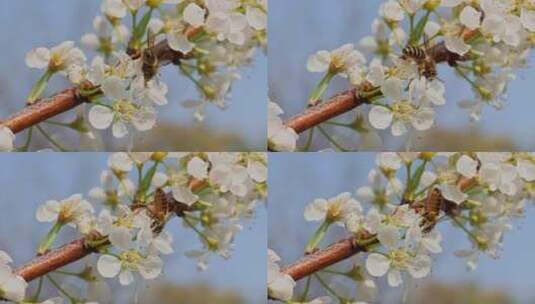 春暖花开蜜蜂采蜜特写高清在线视频素材下载