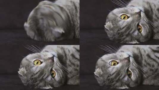 苏格兰折耳猫凝视高清在线视频素材下载