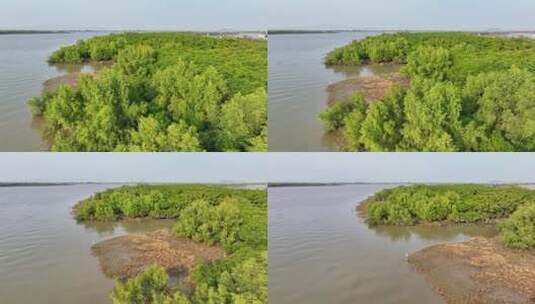 航怕福建漳州九龙江生态系统红树林湿地高清在线视频素材下载