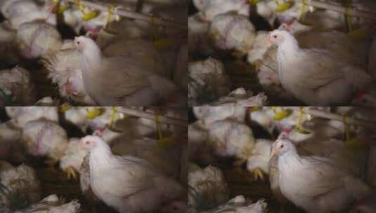 养鸡场饲养白羽鸡环境 (17)高清在线视频素材下载