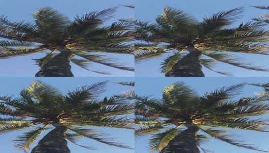 竖屏实拍阳光下的椰子树高清在线视频素材下载