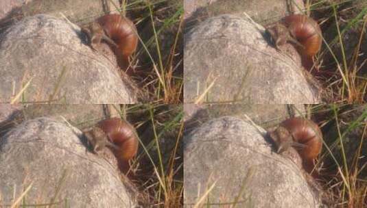 岩石上的大蜗牛特写高清在线视频素材下载