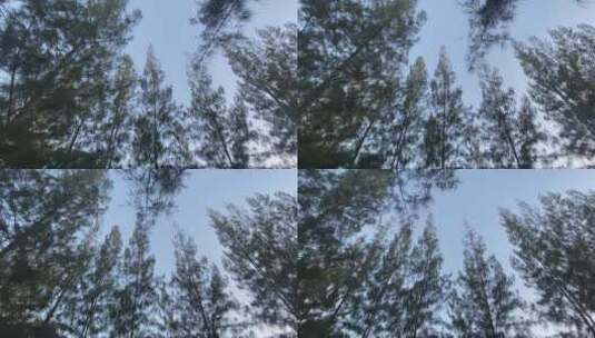 仰拍拍摄高大的树木高清在线视频素材下载