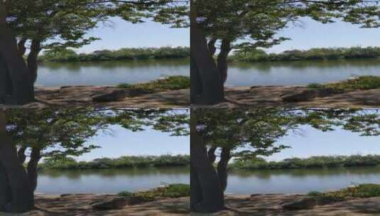 白天拍摄湖泊的移动镜头竖屏高清在线视频素材下载